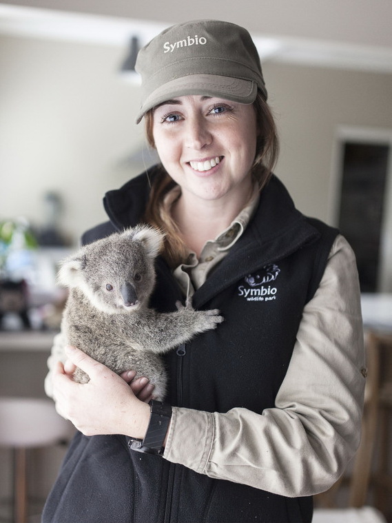 Baby koala in Australia becomes an Internet hit