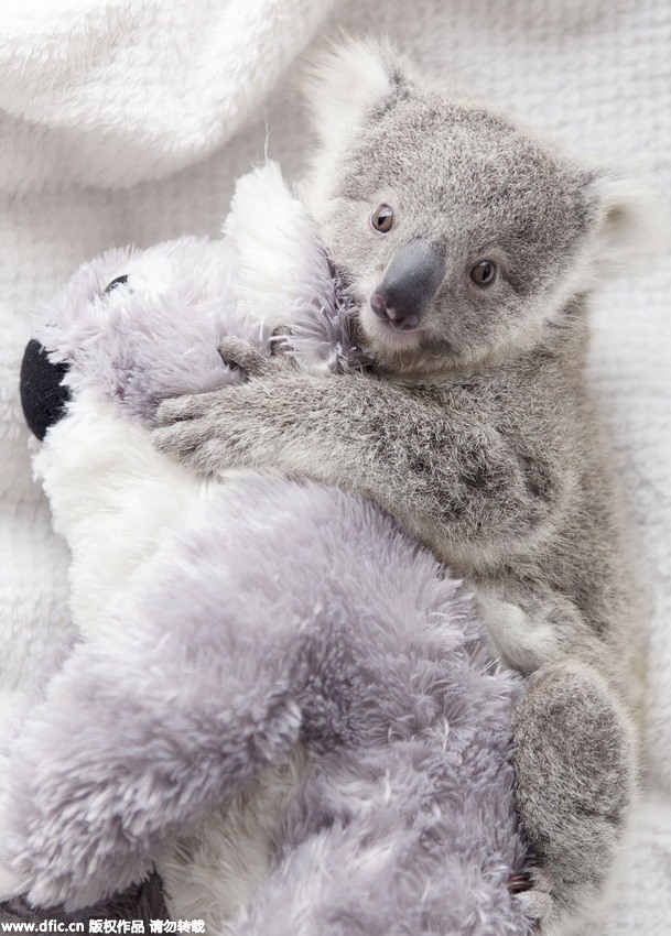 Baby koala in Australia becomes an Internet hit