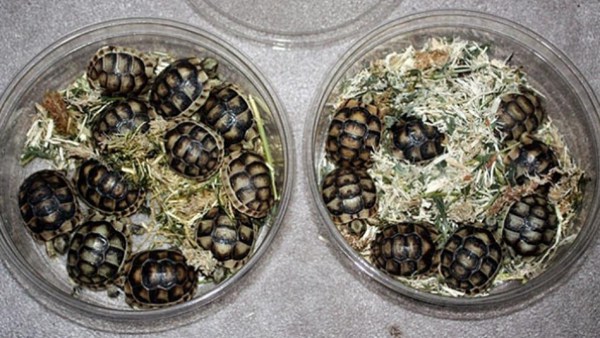 Canadian who caught with 51 turtles in his pants pleads guilty in Michigan