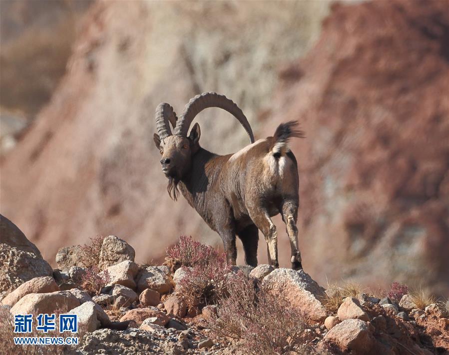 Number of wild goats increases in region south of Tianshan Mountains