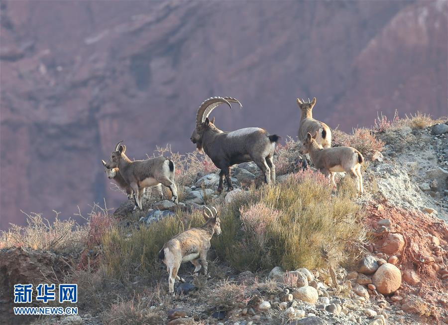 Number of wild goats increases in region south of Tianshan Mountains