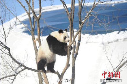 Excited pandas play snowballs in their new home in Jilin
