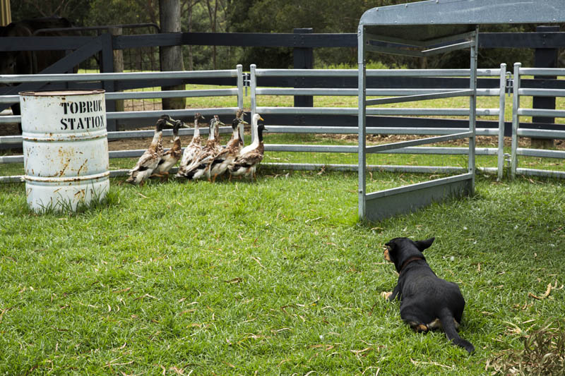 Experience Aussie outback-life in Tobruk Sheep Station