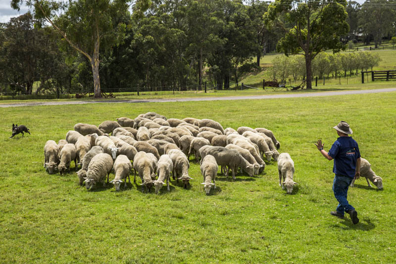 Experience Aussie outback-life in Tobruk Sheep Station