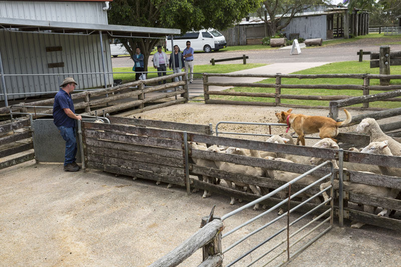Experience Aussie outback-life in Tobruk Sheep Station