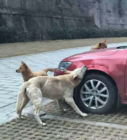 Dogs perform the Avengers in Shijiazhuang
