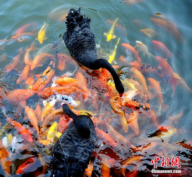 Water animals live in harmony in SE China