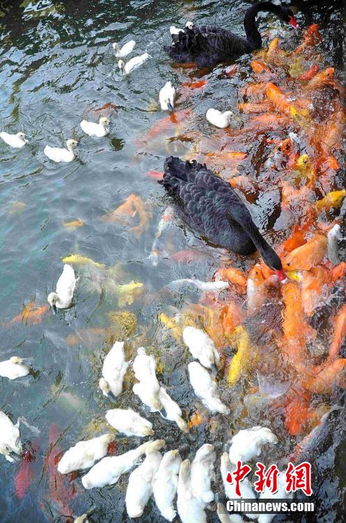 Water animals live in harmony in SE China