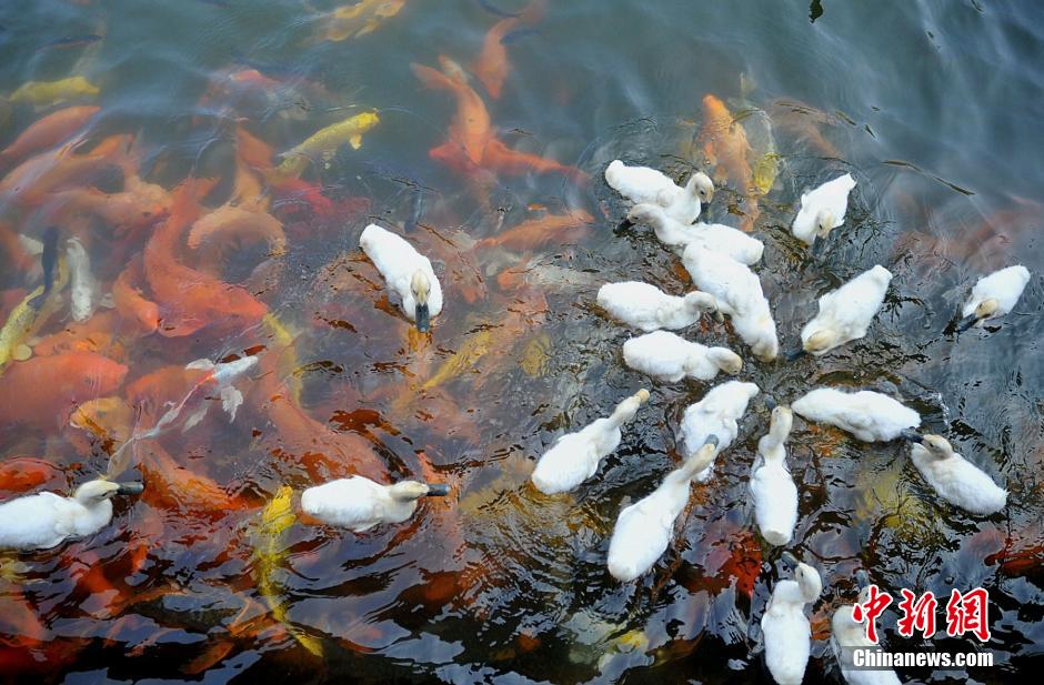 Water animals live in harmony in SE China