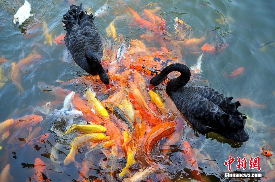 Water animals live in harmony in SE China