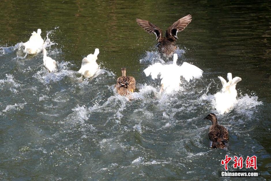 Water animals live in harmony in SE China