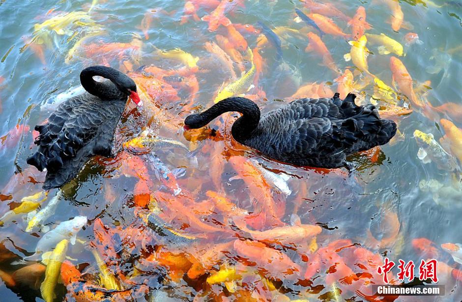 Water animals live in harmony in SE China