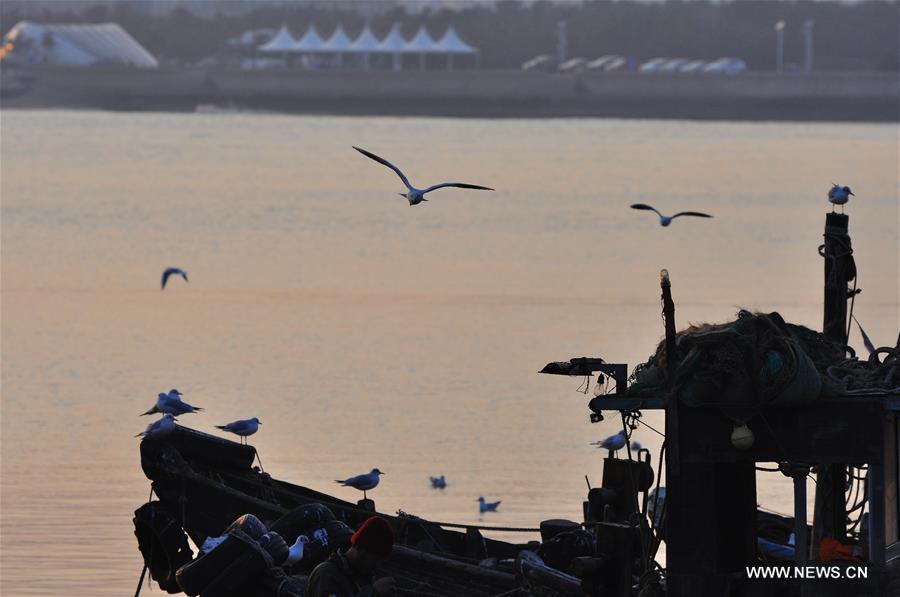 Sea gulls seen in evening glow in Rizhao, E China's Shandong