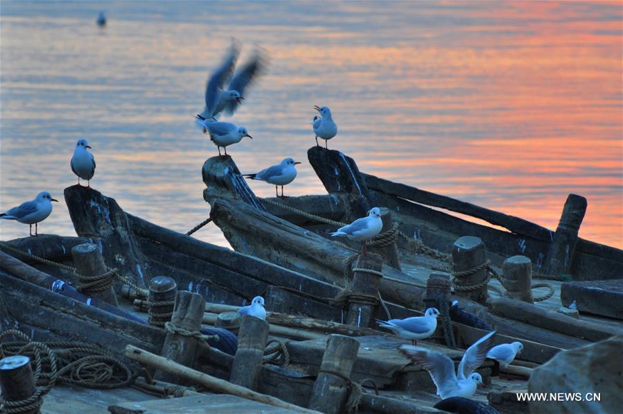 Sea gulls seen in evening glow in Rizhao, E China's Shandong