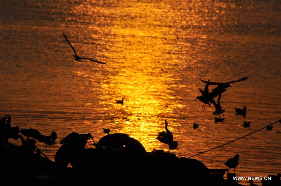 Sea gulls seen in evening glow in Rizhao, E China's Shandong