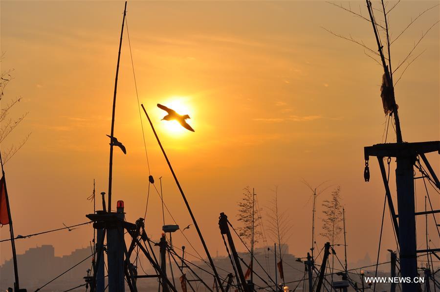 Sea gulls seen in evening glow in Rizhao, E China's Shandong