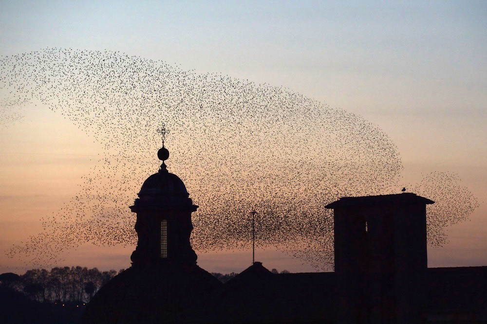 Millions of starlings create awesome 