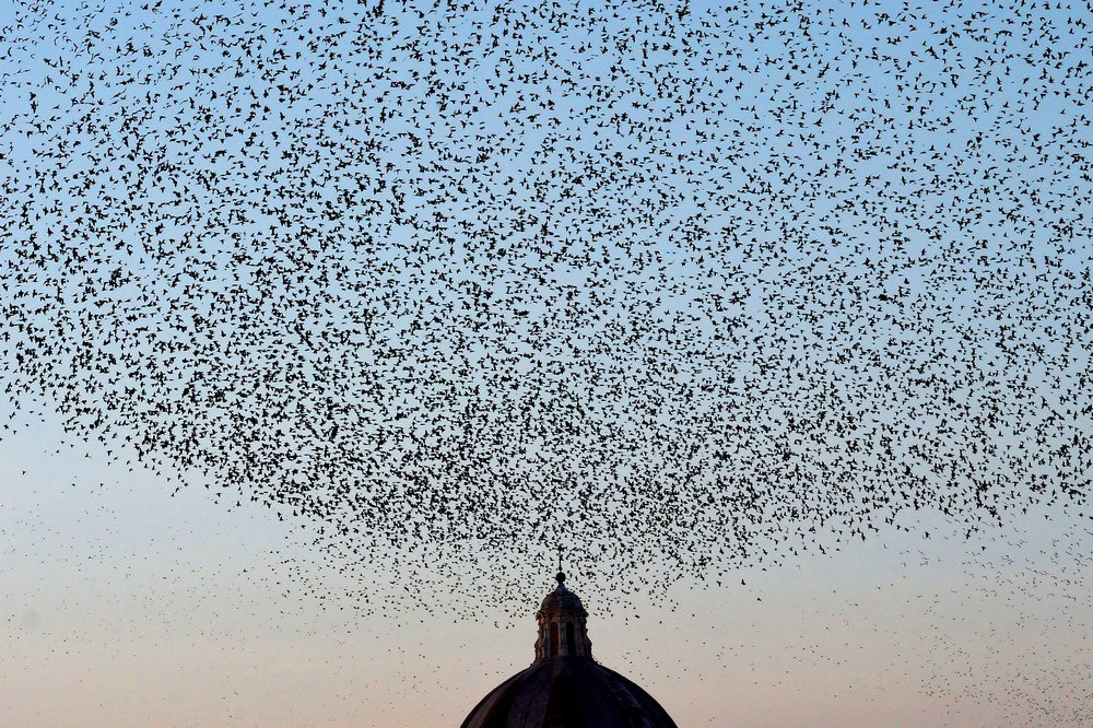 Millions of starlings create awesome 