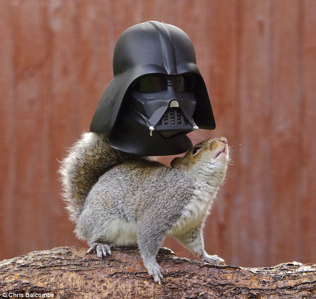 Squirrel looks like Darth Vader as he dives his head into novelty feeder