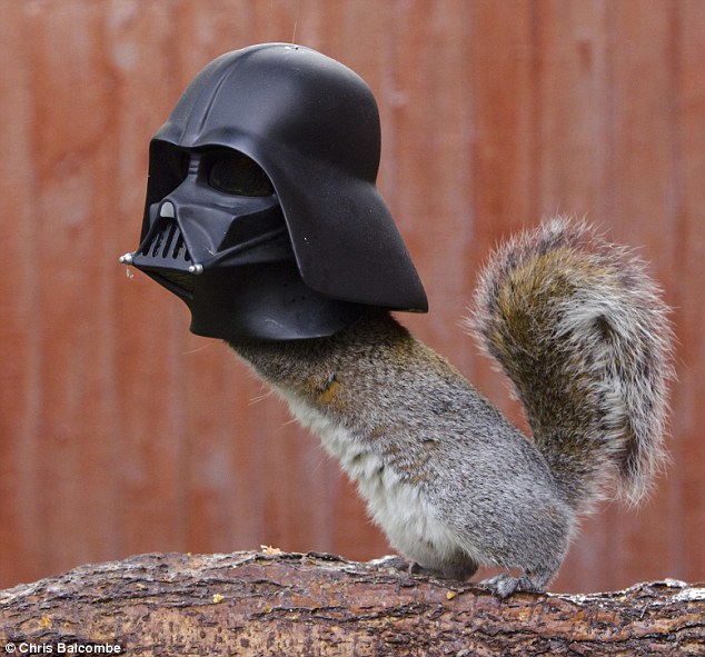 Squirrel looks like Darth Vader as he dives his head into novelty feeder