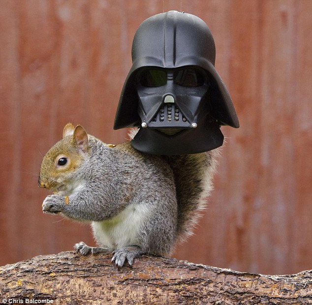 Squirrel looks like Darth Vader as he dives his head into novelty feeder