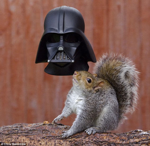 Squirrel looks like Darth Vader as he dives his head into novelty feeder