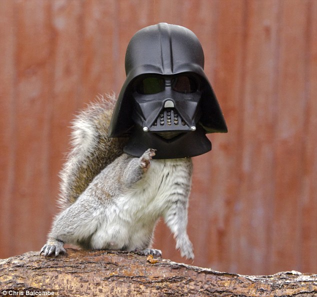 Squirrel looks like Darth Vader as he dives his head into novelty feeder