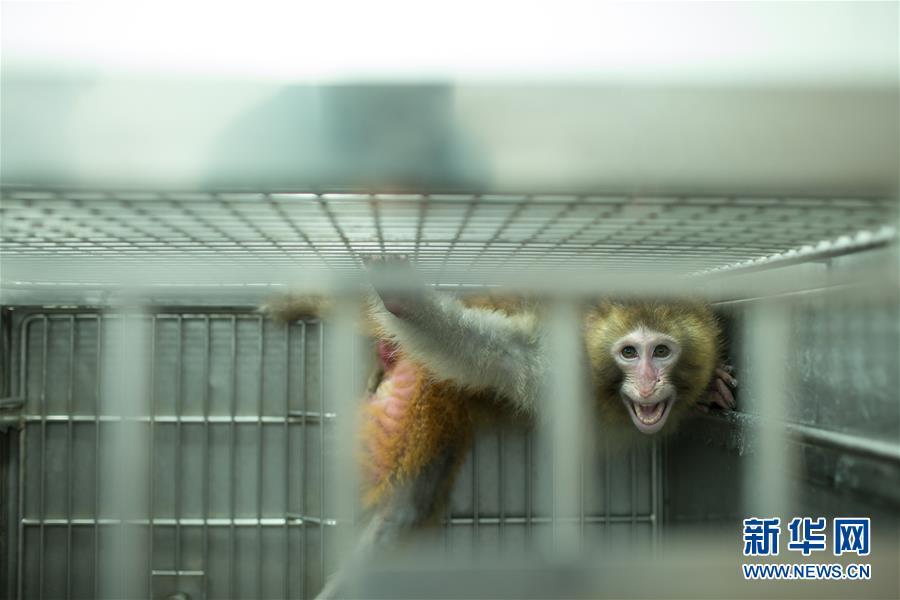 Macaques under LED light