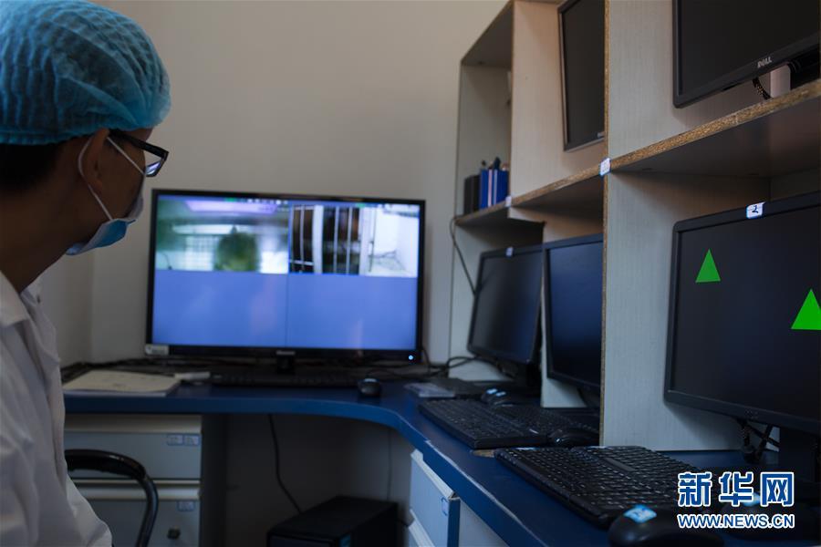 Macaques under LED light