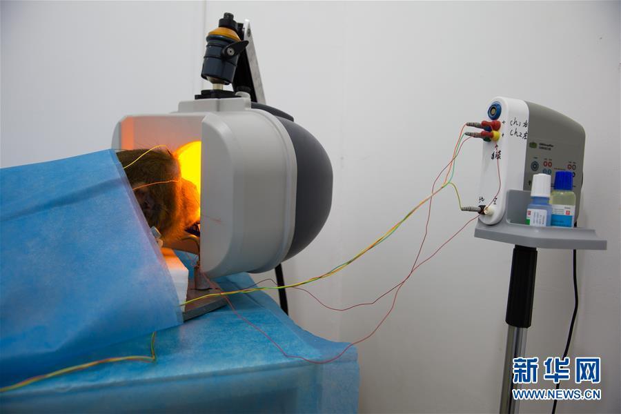 Macaques under LED light