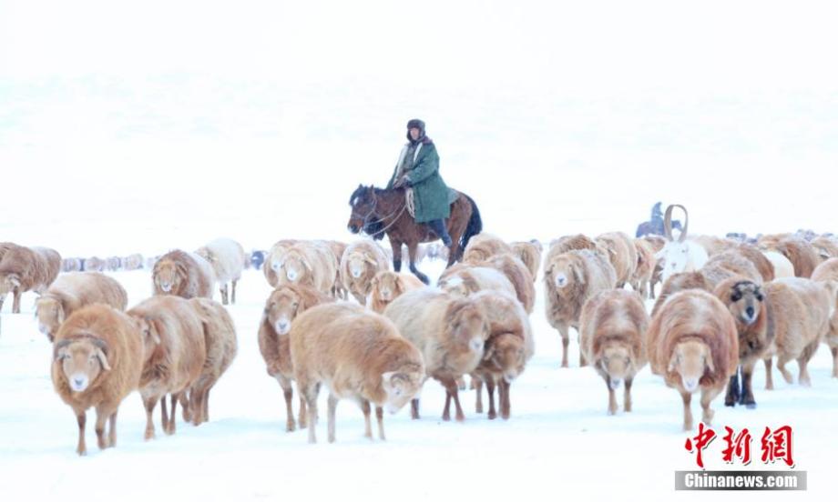 Sheep and cows transferred to winter pastures in snow