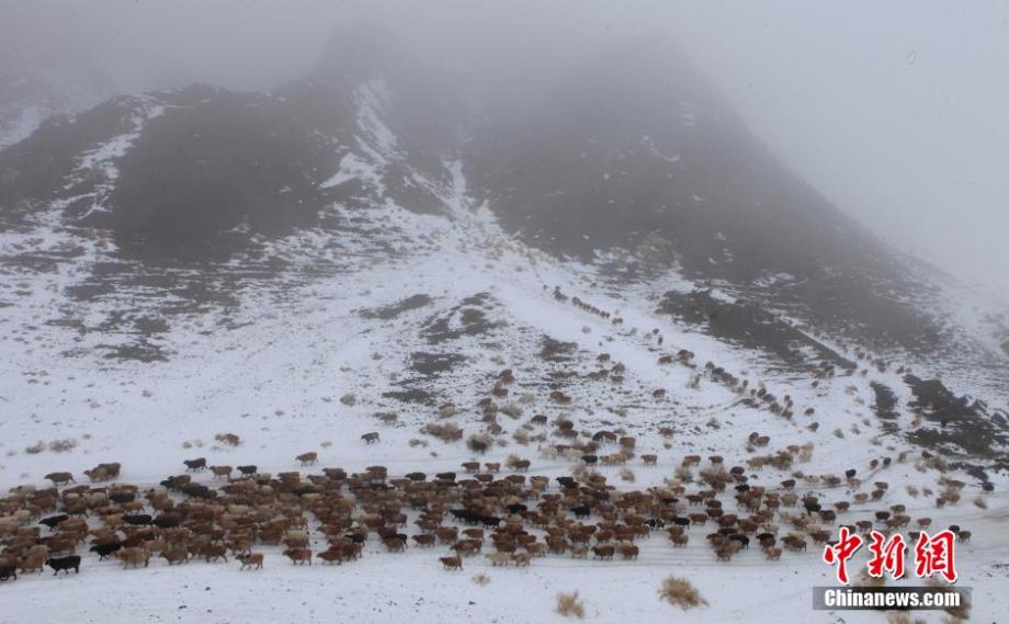 Sheep and cows transferred to winter pastures in snow