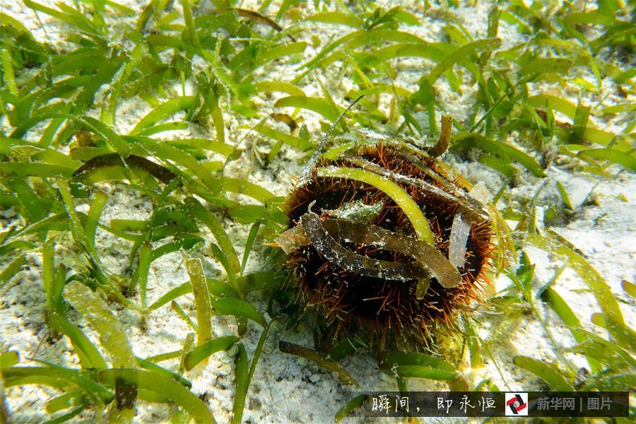 Amazing and mysterious underwater scenery of Sansha