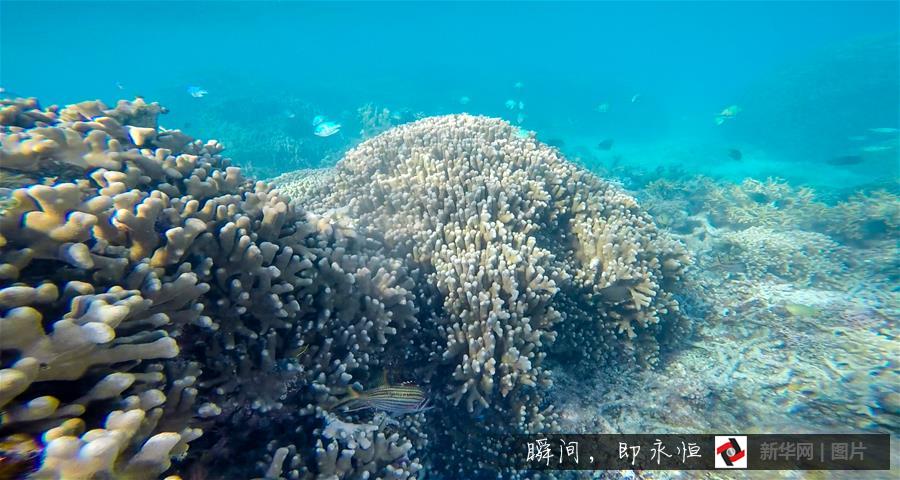 Amazing and mysterious underwater scenery of Sansha