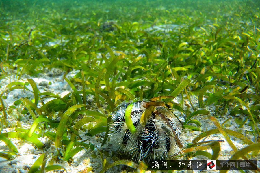 Amazing and mysterious underwater scenery of Sansha