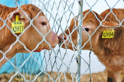 Six calves cloned simultaneously in Henan