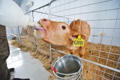 Six calves cloned simultaneously in Henan