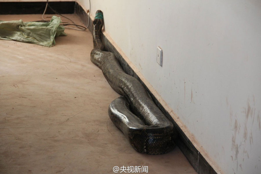 100-year-old boa saved and released into the wild by policemen in Yunnan
