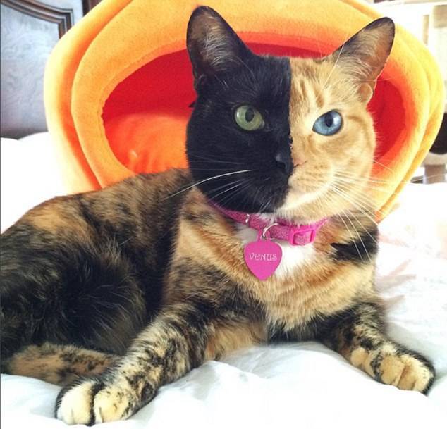 Split-faced cat in U.S. goes viral online