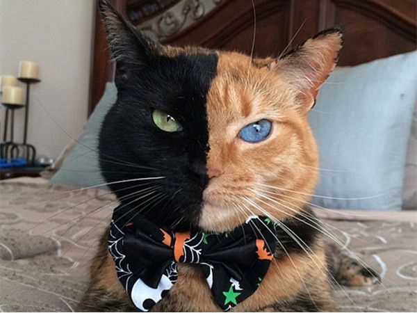Split-faced cat in U.S. goes viral online