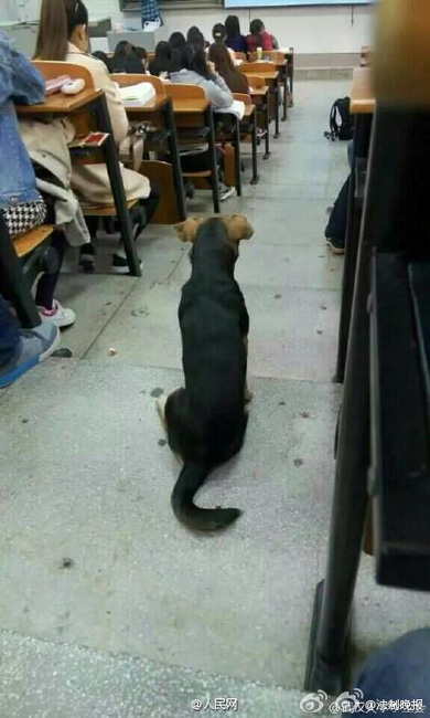 'Super scholar dog' in Wuhan University goes viral online

