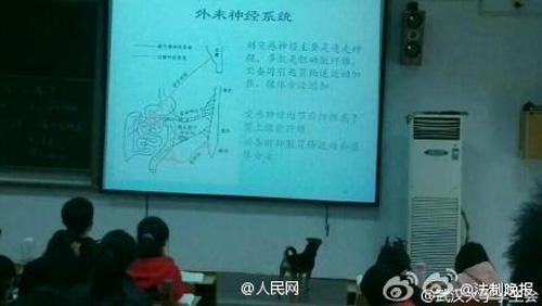 'Super scholar dog' in Wuhan University goes viral online
