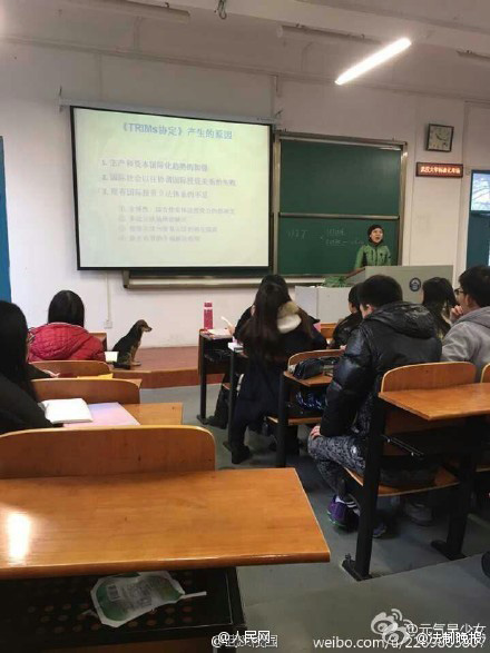 'Super scholar dog' in Wuhan University goes viral online
