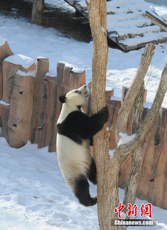 Giant pandas play with snow in NE China