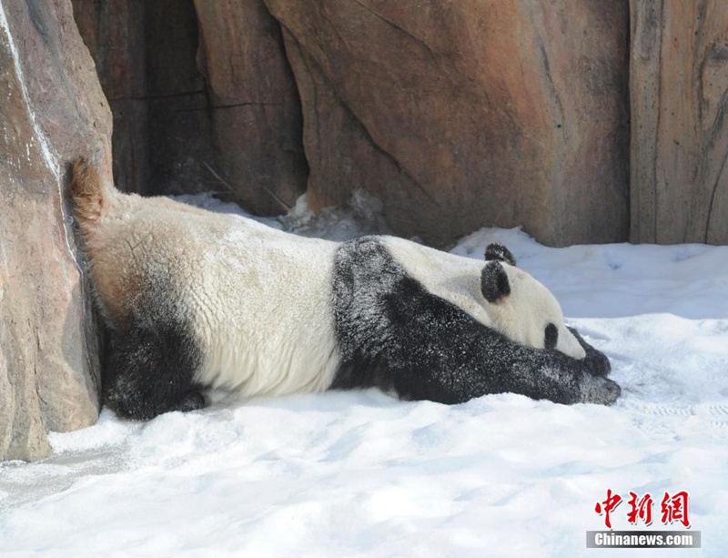 Giant pandas play with snow in NE China