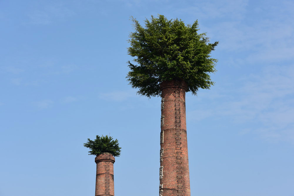 Hat-shaped banyan trees on top of chimneys in Fujian