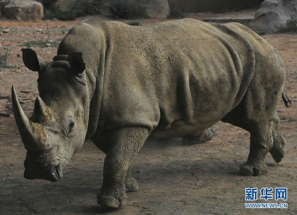 South Africa Expels High Ranking DPRK Diplomat for Rhino Horn Trafficking