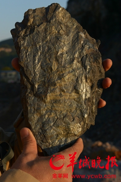 Fossils from 210 million years ago found in Guangzhou