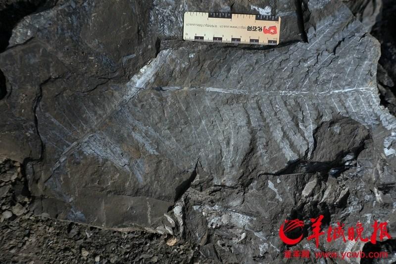 Fossils from 210 million years ago found in Guangzhou