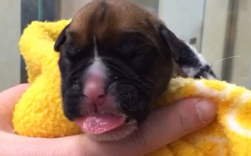 UK couple has dead dog cloned in South Korea